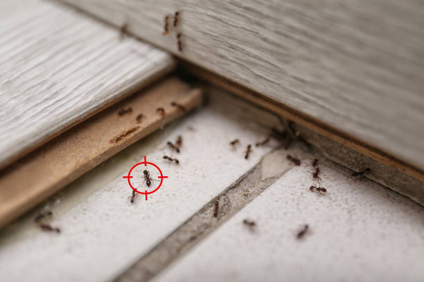 Best Commercial Pest Control Services  in Cockeysville, MD